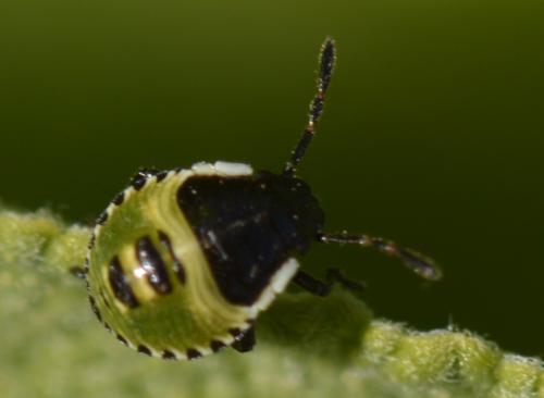 Palomena sp.